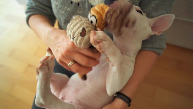 A playful miniature bull terrier puppy on her owner's lap playing joyfully with a plush toy. Adorable white puppy with pink paws biting a toy and wiggling her tail in excitement.
