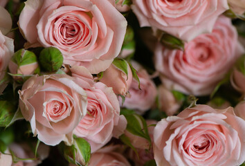 Pink roses  background.  Mothers day or Valentines day or Birthday gift.