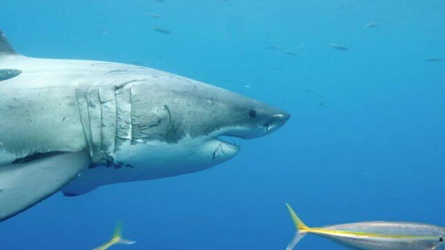 Great white shark swimming underwater in front of camera in a school of fish off the coast of Guadeloupe, Mexico. Carcharodon carcharias, or white shark. Most predator shark in the ocean.
