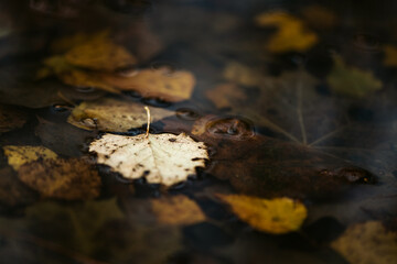 Fallen birch leaves floating in the puddle. Autumnal background.