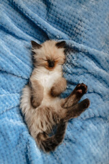 A burmese angora kitten sleeping on a blue cotton blanket with the hind legs up. Vertical photo