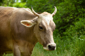 caw on a green nature