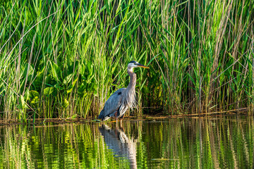 great blue heron