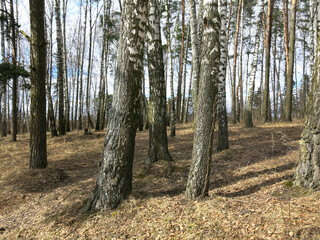 birch grove in early spring in April