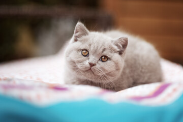 Süße Katzenbabys, Kitten, Britisch Kurzhaar imposant edel und selten.