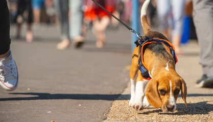 Small domestic dog on a leash for a walk in the city 