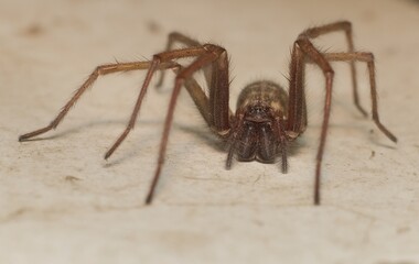 giant house spider Eratigena atrica