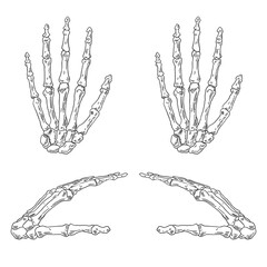 Hand Bones Illustration