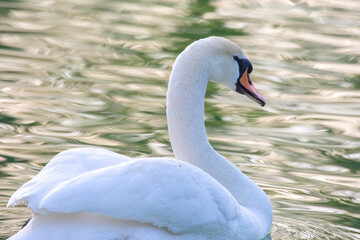 floating graceful white swan on the pond. Feathered animals birds