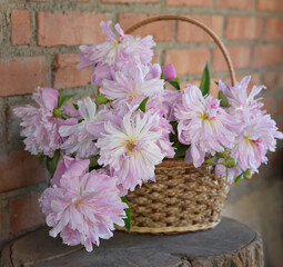 A bouquet of peonies in a wicker basket on the background of a brick wall