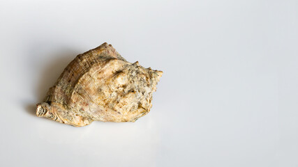 Seashell on a light background close up. High quality photo