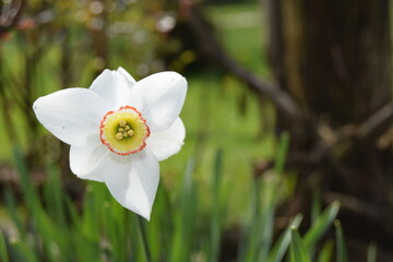 Flower of a daffodil with a yellow center on the green background. Ornamental flower in spring garden. Selective focus.