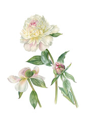 White peony flower. Watercolor hand drawn white peony flower with stem and leaves. Botanical illustration. Can be used as print, postcard, invitation, greeting card, packaging design, poster, textile.
