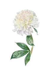White peony flower. Watercolor hand drawn white peony flower with stem and leaves. Botanical illustration. Can be used as print, postcard, invitation, greeting card, packaging design, poster, textile.