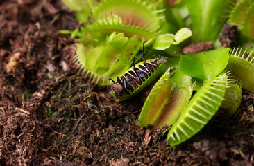 fly in small flower of Carnivorous Dionaea. Carnivorous plant at home as an insect trap close-up