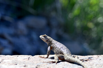Side Blotched Lizard up close, rocks and desert landscape.