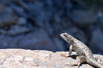 Side Blotched Lizard up close, rocks and desert landscape.