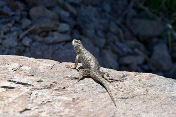 Side Blotched Lizard up close, rocks and desert landscape.