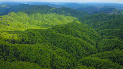Aerial drone panoramic view above a wooded hilly area. The wild beech forest bursts in bright green color due to the coming of spring season. Carpathia, Romania.