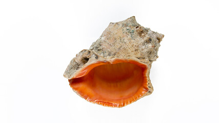 Naklejka premium Isolated seashell on white background - top view