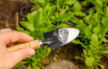 Selective focus on person hand holding gardening trowel spade with pile of baking soda, blurred...