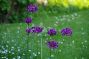 Allium