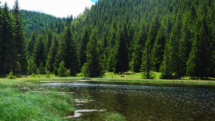 The luster of the calm waters of Iezerul Latoritei glacial lake reflecting the sun light. The shallow waters wet the nearby alpine pasture. A wild fir forest grows along the lake. Carpathia, Romania.
