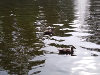 duck in the water