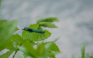 A beautiful young male banded demoiselle (Calopteryx splendens) resting next to the river 