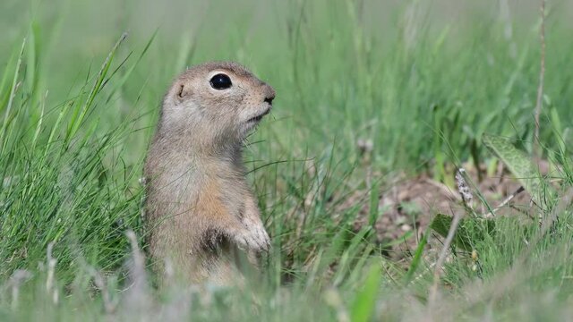Ground squirrel Spermophilus pygmaeus, standing in the grass