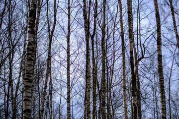 abstract tree trunk wall near open field