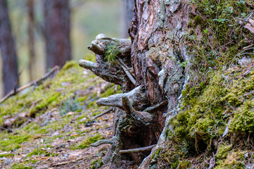 old fallen tree trunk stomp in wild forest