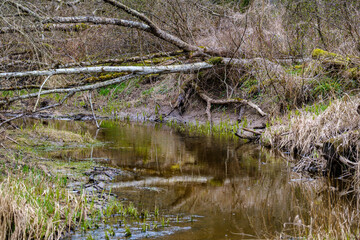 calm forest smal lriver with small waterfall from natural rocks