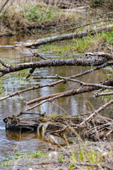 old fallen tree trunk stomp in wild forest