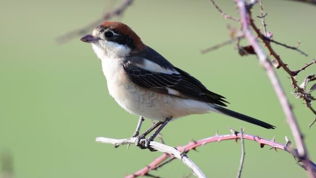 The woodchat shrike Lanius senator in natural habitat perched on branch