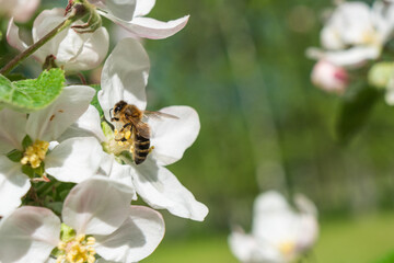 a bee collecting nectar from apple tree blossom