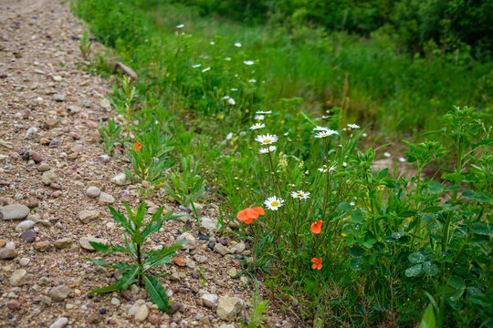 white and red flowers on the side of the road in summer