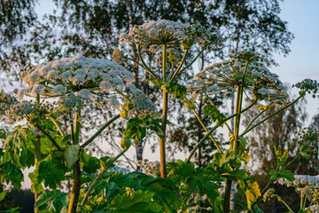 cow parsnip (Heracleum sosnowsky) field in bright sunset light