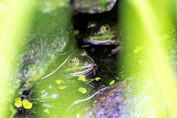 Big green frog in garden pond with beautiful reflection at the water surface shows frog eyes in...