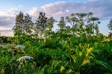 cow parsnip (Heracleum sosnowsky) field in bright sunset light