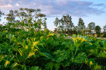 cow parsnip (Heracleum sosnowsky) field in bright sunset light