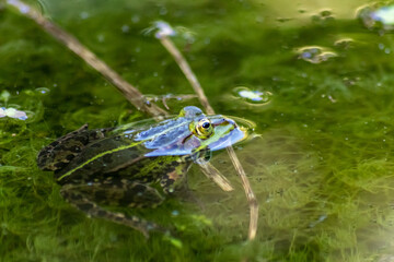 Big green frog in garden pond with beautiful reflection at the water surface shows frog eyes in garden biotope in macro view and idyllic habitat for amphibians mating in spring waiting for insects