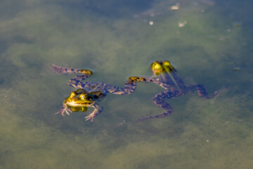 Big green frog in garden pond with beautiful reflection at the water surface shows frog eyes in...