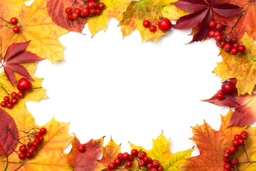 Naklejka na ściany i meble Frame made from vibrant colorful natural maple leaves and ripe red fruits of mountain ash and rose hipswith, white background inside . Autumn theme.