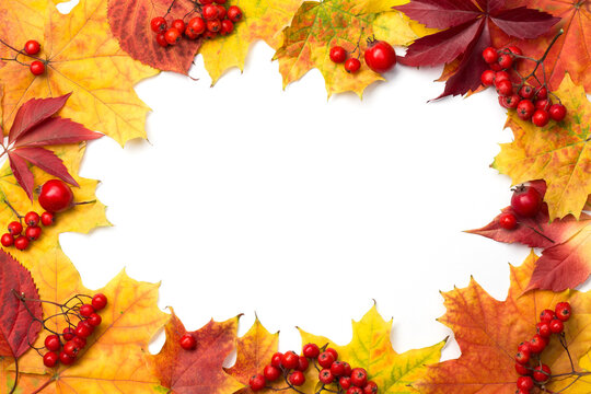 Frame made from vibrant colorful natural maple leaves and ripe red fruits of mountain ash and rose hipswith, white background inside . Autumn theme.
