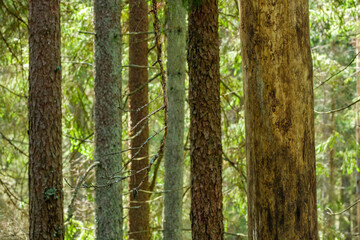 Naklejka premium abstract tree trunk wall near open field