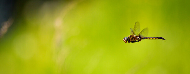 dragonfly flying close up