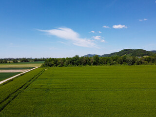 Aerial view of an agricultural field with grain planted in spring in Bavaria