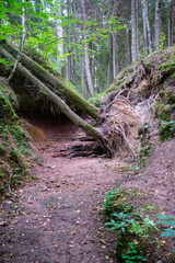old fallen tree trunk stomp in wild forest