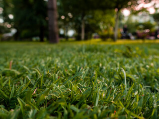 grass in the park